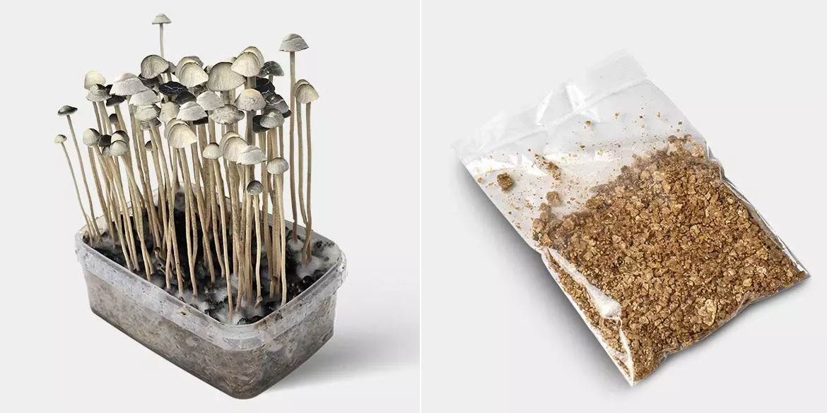 Kit de cultivo de setas Pan de Setas Kit de cultivo de setas Pan de Setas