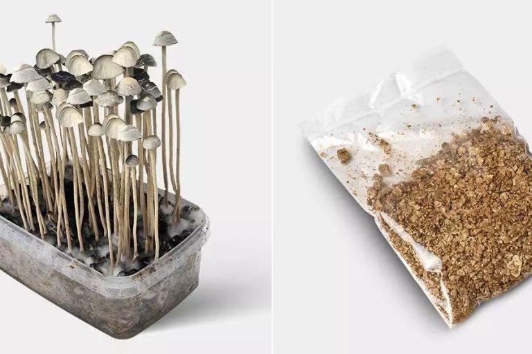 Kit de cultivo de setas Pan de Setas